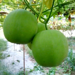 专业种植芋香冬瓜 新鲜的芋头香味的小冬瓜  量大从优