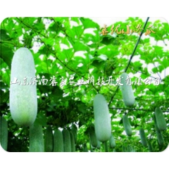 杂交一代新型优质小冬瓜