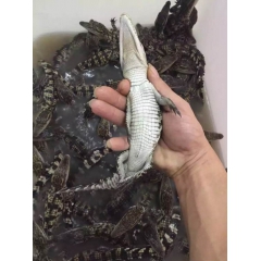 哪里有卖新鲜鳄鱼肉的，多少钱一斤