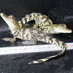 生猛海鲜 养殖鳄鱼 宠物鳄鱼 供应批发 食补食材（爱美食）