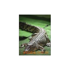 吴训刚农副产品销售有限公司依法经营养殖活体暹罗鳄鱼，有标识