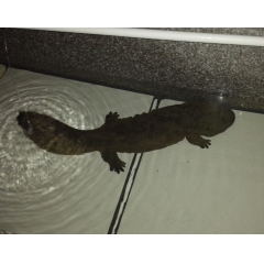 中华老字号 东阿阿胶桃花姬阿胶糕300g