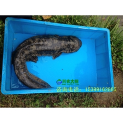 中华老字号 东阿阿胶桃花姬阿胶糕300g