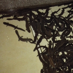 中华老字号 东阿阿胶桃花姬阿胶糕300g