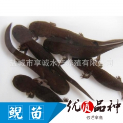 中华老字号 东阿阿胶桃花姬阿胶糕300g