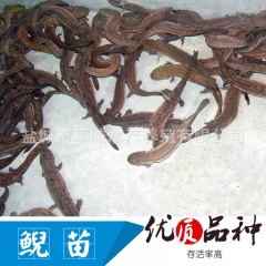 中华老字号 东阿阿胶桃花姬阿胶糕300g