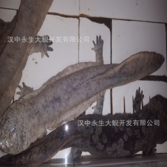 直销娃娃鱼 大鲵之乡环保美容佳品 特种水产活体4-5斤 质优...