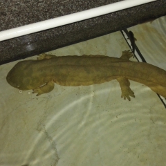 中华老字号 东阿阿胶桃花姬阿胶糕300g