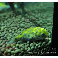 中华老字号 东阿阿胶桃花姬阿胶糕300g