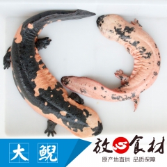 娃娃鱼 商品鲵 大鲵 厂家直销 优质原生态活体 质保价廉