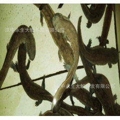 商品大鲵活体10斤以上 秦岭生态环保娃娃鱼 厂家直供 证件齐...
