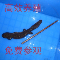 娃娃鱼 大鲵养殖技术资料 人工高效养殖 1书+6光盘+实地参...