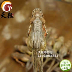 批发 大雪蛤 约15g 东北林蛙 横截约2.8厘米 天龙中药...