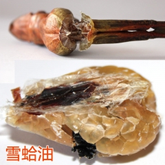 供应林蛙干 纯正亚种林蛙 厂家批发雪蛤 蛤蟆油 蛤蟆干