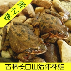 预售；吉林长白山亚种活体林蛙 鲜活蛤蟆 10月中旬供货 今时...