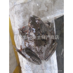 批发东北林蛙 母蛤蟆 黄肚皮 哈士蟆红肚皮 活蛤蟆