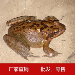 长白山活林蛙 传统滋补品（供应期当年10月1日起至下年5月1...