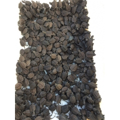 乌龟 活体 北美小鳄龟 霸气 鳄鱼龟 佛鳄 精品 黄壳 杂佛...