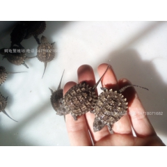 乌龟活体 观赏龟 食用龟 鳄龟 小鳄龟 佛鳄龟 刺鳄龟 鳄鱼...