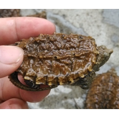大黄小鳄龟 批发 零售 鳄龟 鳄鱼龟 龟苗 小龟 宠物龟
