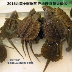 2016小鳄龟苗 鳄鱼龟 北美小鳄龟 宠物龟 乌龟 招财龟