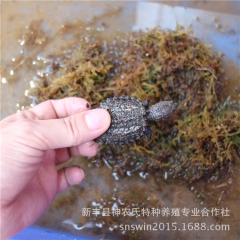 鳄鱼龟 小鳄鱼龟苗 北美小鳄龟 广东鳄龟养殖场批发