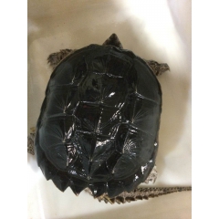 鳄鱼龟 活体乌龟 商品4-15斤