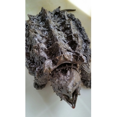 广州水产基地供应两斤大的鳄鱼龟