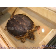 供应鳄鱼龟