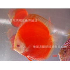 红盖子 红妃  七彩神仙鱼 观赏鱼 阳明渔场批发直销