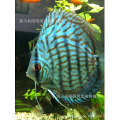 老虎狗  七彩神仙鱼  观赏鱼 阳明渔场批发直销