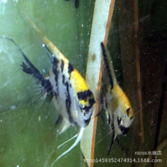 三色神仙(熊猫神仙鱼,三色燕鱼)PTEROPHYLLUM S...
