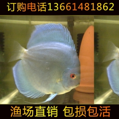 观赏鱼 热带观赏鱼 七彩神仙鱼 七彩燕鱼 天子蓝 大量批发