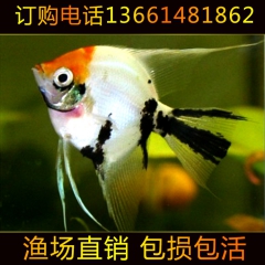 观赏鱼 热带观赏鱼 红头三色神仙鱼 燕鱼 大量批发 量大优惠
