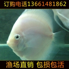 观赏鱼 热带观赏鱼 七彩神仙鱼 七彩燕鱼 雪玉神仙 大量批发