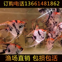 观赏鱼 热带观赏鱼 熊猫钻石神仙鱼 神仙鱼 大量批发 量大优...