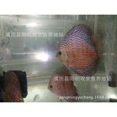 豹点 七彩神仙鱼 阳明渔场批发