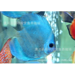 天子蓝 七彩神仙鱼 阳明渔场批发