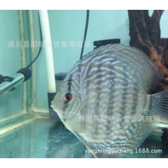蓝松石 七彩神仙鱼  观赏鱼  阳明渔场批发直销