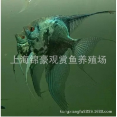 渔场直销热带观赏鱼批发新品种烟熏德系神仙鱼燕子鱼幽灵神仙鱼