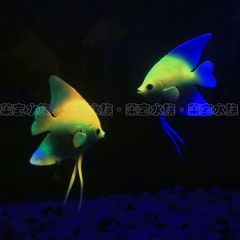 【包邮】仿真神仙鱼 荧光夜光 多色批发水族产品大全专业批发