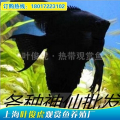 养殖场精品推出燕鱼 神仙鱼 天使鱼 各种热带鱼品种齐全 价格...