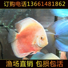 观赏鱼 热带观赏鱼 七彩神仙鱼 七彩燕鱼 红白神仙 大量批发