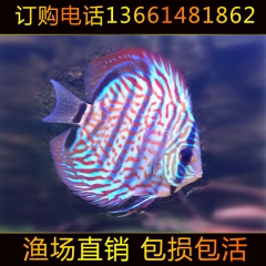 热带观赏鱼 七彩神仙鱼 七彩燕鱼格子红鸽子红 大量批发