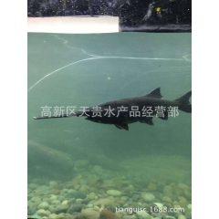 垂钓新宠 鸭嘴鱼