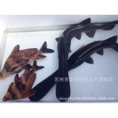 渔场直供鸭嘴鱼，2-5斤，各种规格都有，软骨无刺，可垂钓