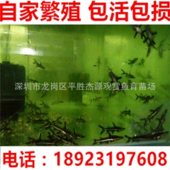 热带鱼 观赏鱼 虎纹鸭嘴鲨 鸭嘴鱼 渔场厂家低价批发