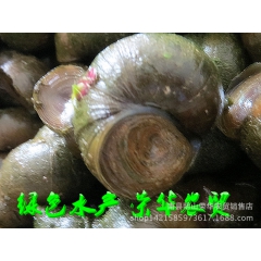 洞庭原生态田螺
