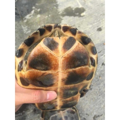 花杂草种龟 杂交草龟 杂交变异龟