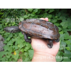 ５-６年草公龟 水陆龟活体 宠物龟 外塘公草龟 招财乌龟可变...